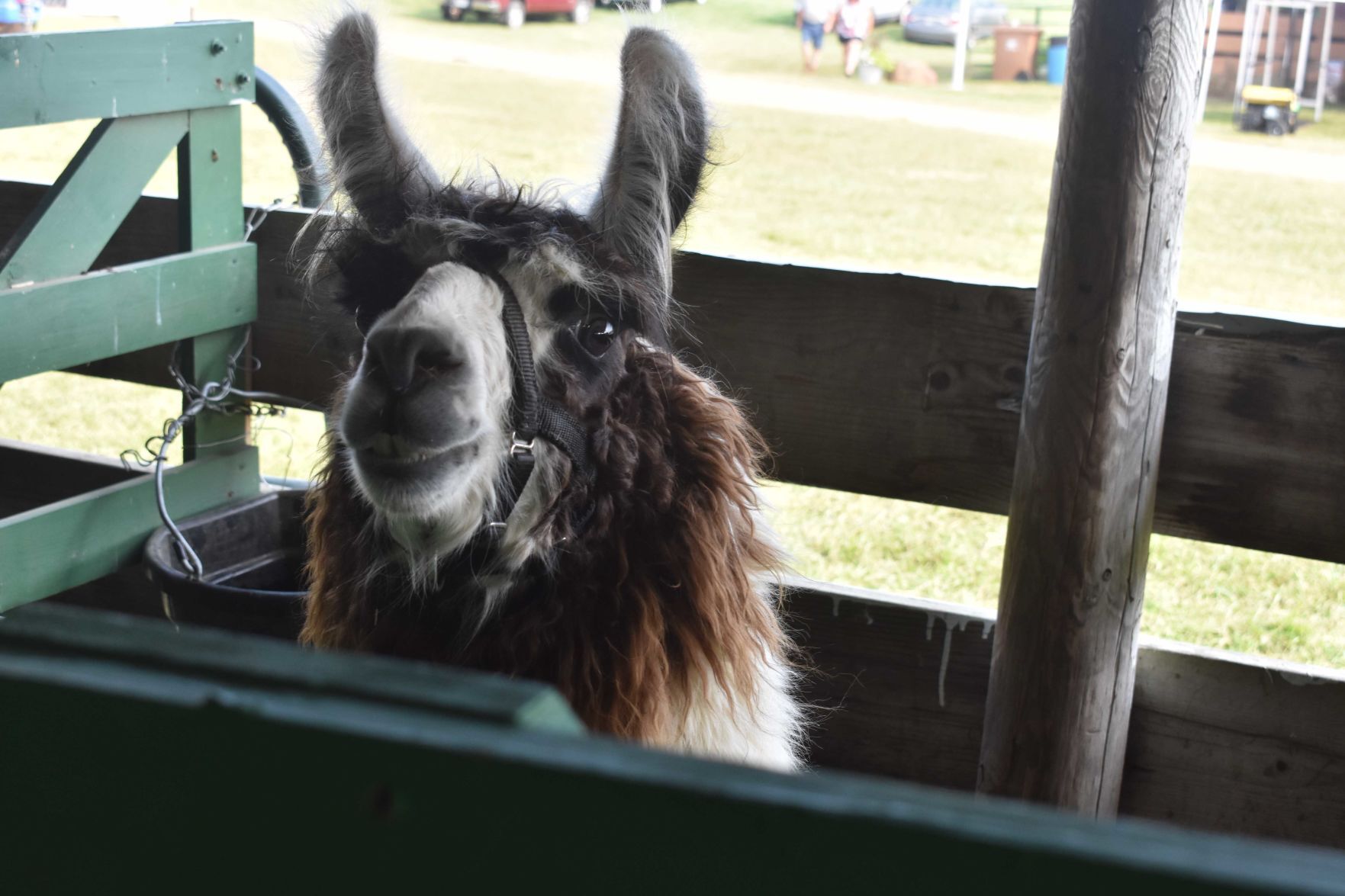 Sauk County Fair